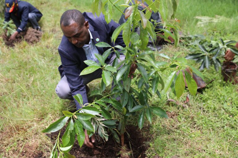 GreenLegacy የማህበሩ ማኔጅመንት አባላት ከወላይታ ሊቃ ትምህርት ቤት አመራሮች ጋር በመሆን አረንጓዴ አሻራ አኖሩ፡፡